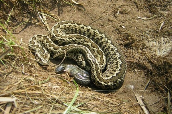 Október 11. a Rákosi vipera Napja