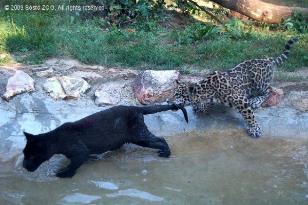 Szépen fejlődnek a jaguár család legifjabb tagjai!