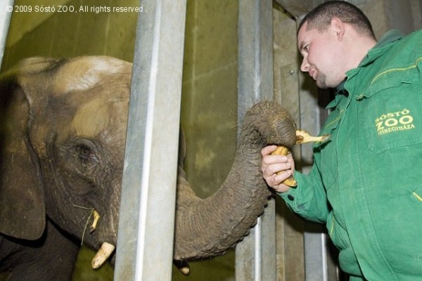 Ismét benépesült az afrikai elefántok háza!