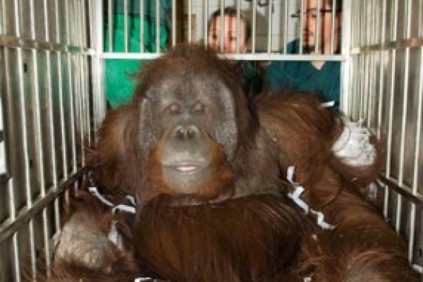 A nyíregyházi orángután Hongkongba költözött