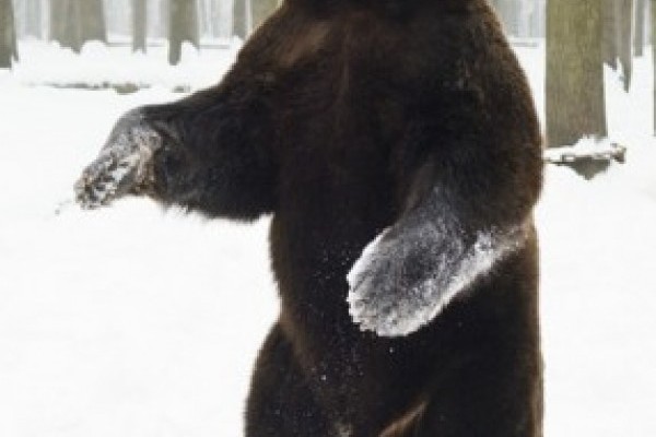 A mackó és az árnyéka a Nyíregyházi Állatparkban