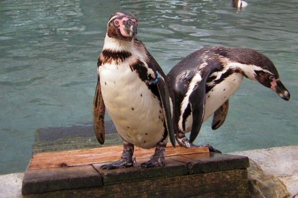 Mi bírjuk a hideget - Sarkvidéki gyorsjelentés Sóstóról - II. rész