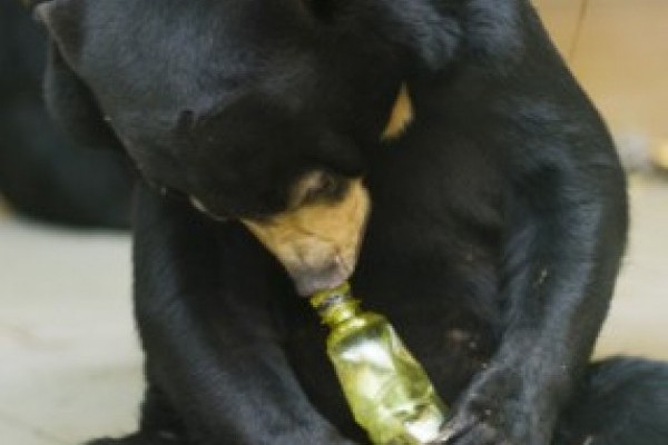 Maláj medve Nyíregyházán!