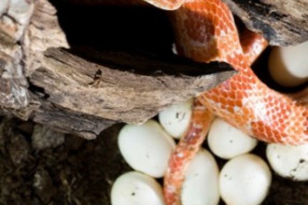 Tojásrakás siklómódra