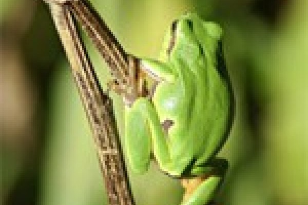 Újabb fajokkal bővült a Vadonleső program!