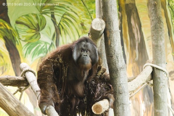 Megérkezett az orángután család a Nyíregyházi Állatparkba!