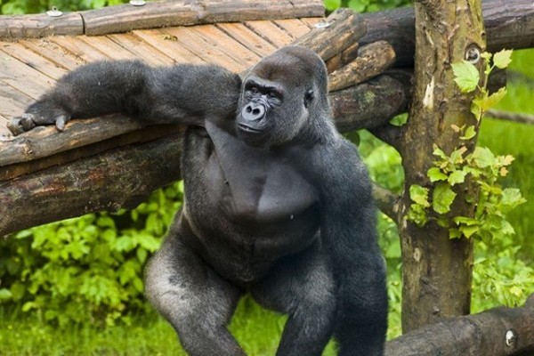 Howlettstól Sóstóig utaztak a gorillák