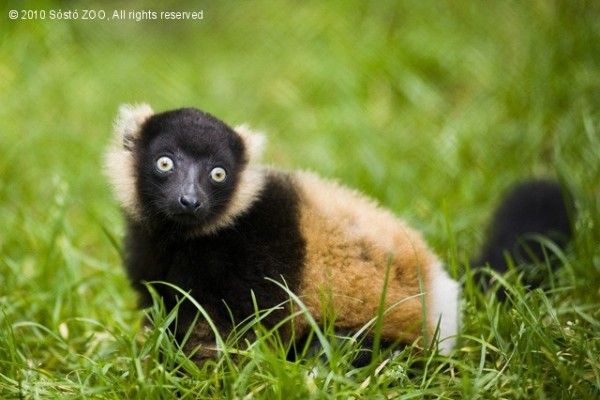 Bébi-bumm a Nyíregyházi Állatparkban!