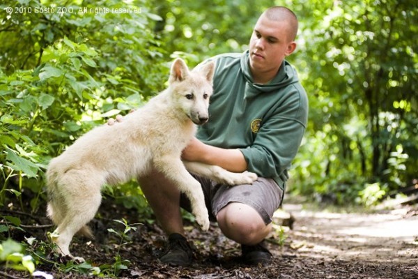 Gyermekáldás a kanadai fehér farkas családban!