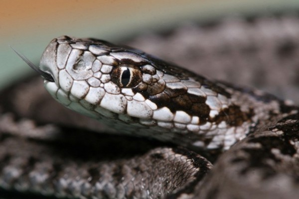 Szeptember 4. a Rákosi vipera Napja