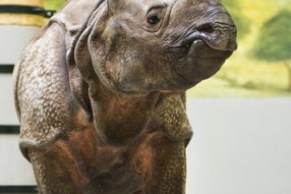 Menyasszony érkezett Nepálhoz, az indiai orrszarvúhoz!