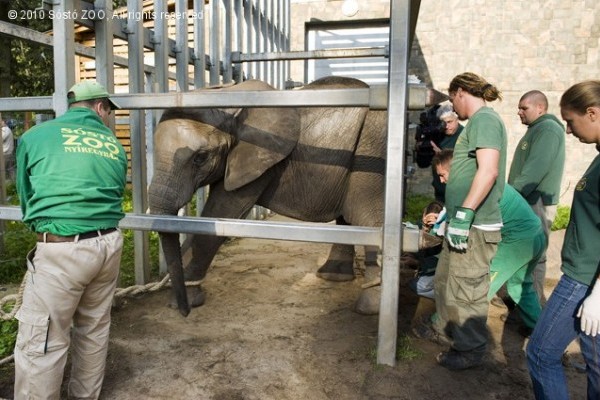 Vastagborűek jönnek-mennek!