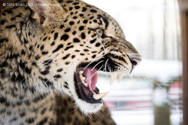 Kettő, azaz 'pár-duc'