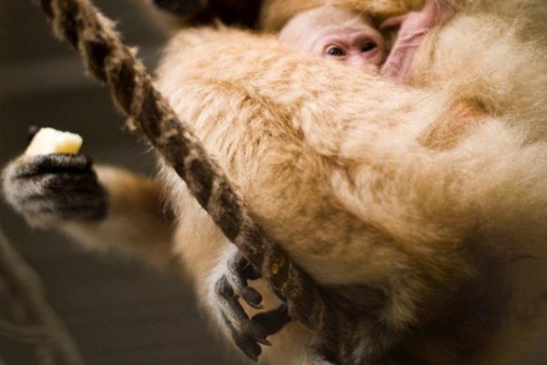 Fehérkezű gibbon született!