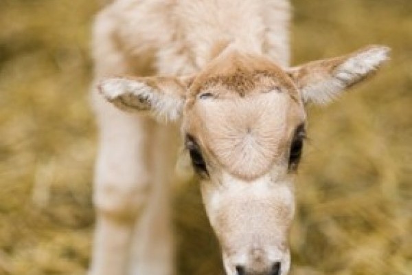 Az év első kicsinye