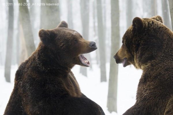 Jön a tavasz a medvék szerint!