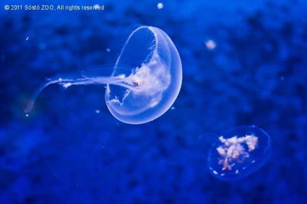 Medúzák a Zöld Piramisban!