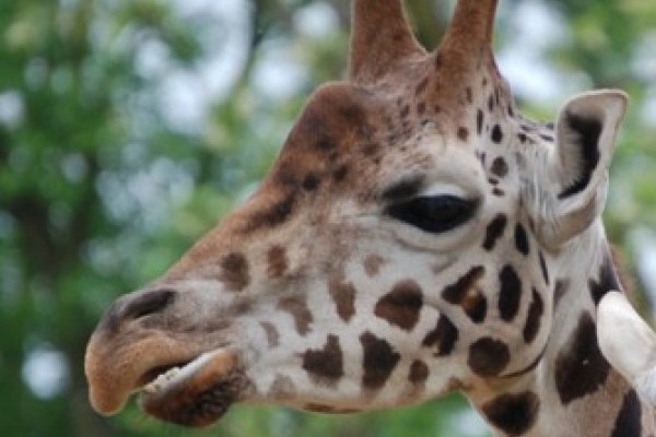 Reinhold zsiráf elköltözött