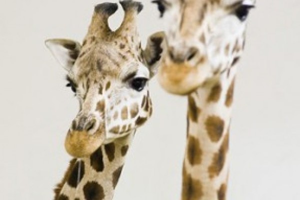 Új lakók a zsiráfházban