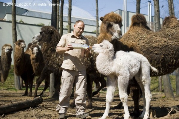Fehér tevecsikó született Nyíregyházán!