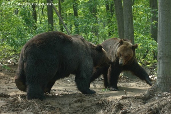 Barnamedve nőstény érkezett!