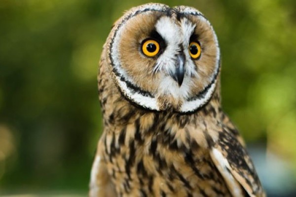 Madarak és fák napja a Nyíregyházi Állatparkban!