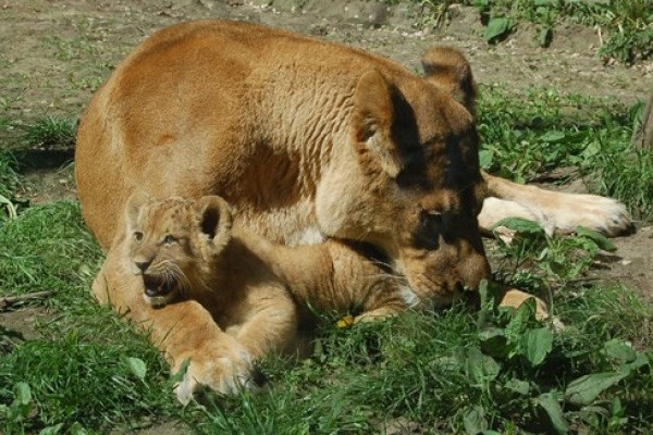 Careful mother became from the madcap lion