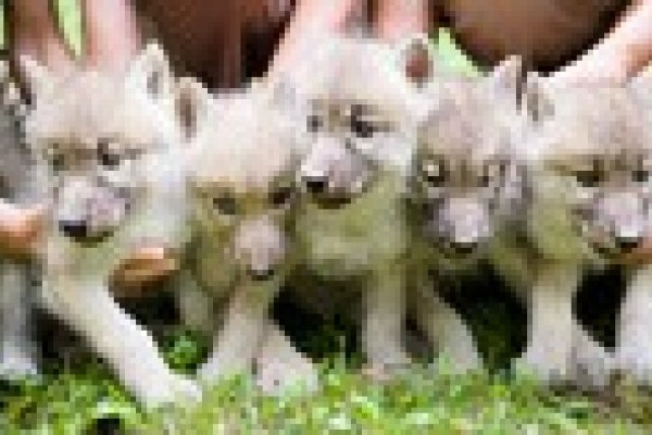 Kanadai fehér farkas kölykök születtek Állatparkunkban!