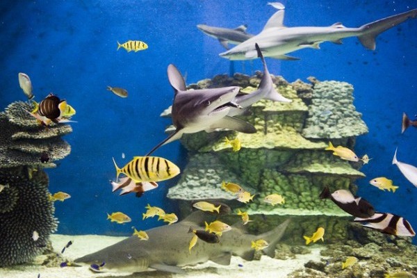 Cápa látványetetés