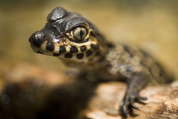 Különleges szaporulat!