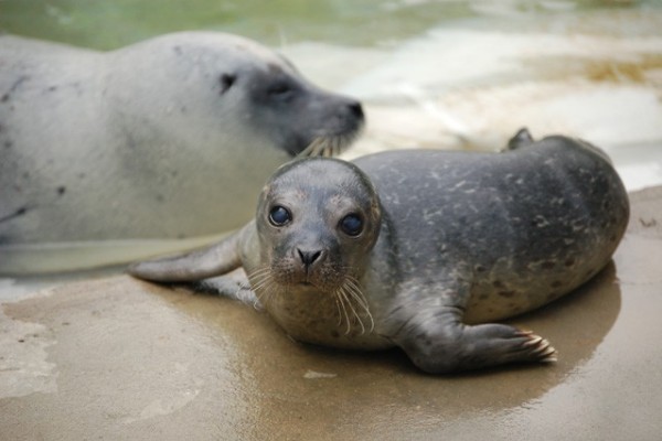 Segíts kitalálni a borjúfóka bébi  nevét!