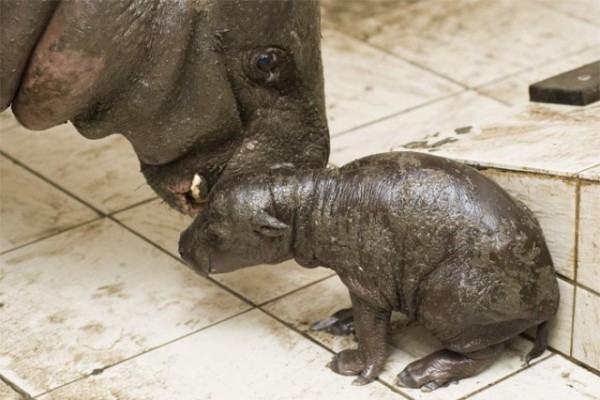 New zoological sensation at Sosto Zoo!