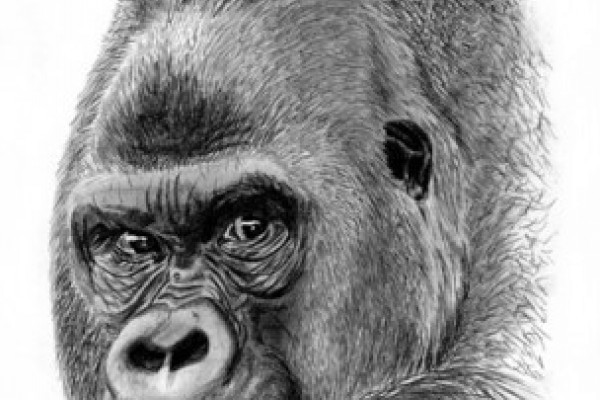 APE campaign in SostoZoo, Hungary