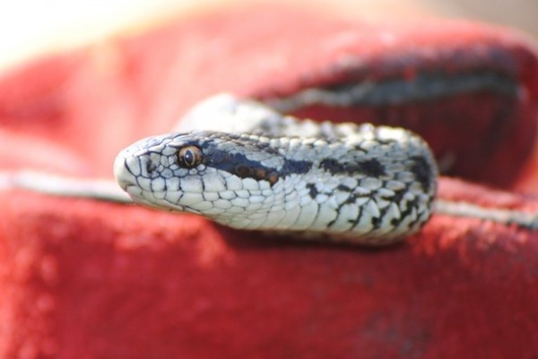 A Rákosi Vipera Napja