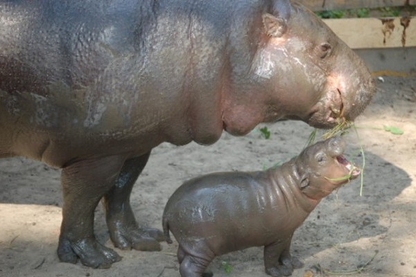 Szépen gyarapszik Állatparkunk törpevíziló bébije!