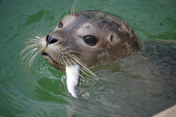 Szépen gömbölyödik Állatparkunk fóka bébije!