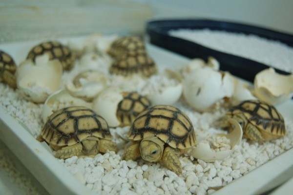 Először keltek ki sarkantyús teknősök a Nyíregyházi Állatparkban!