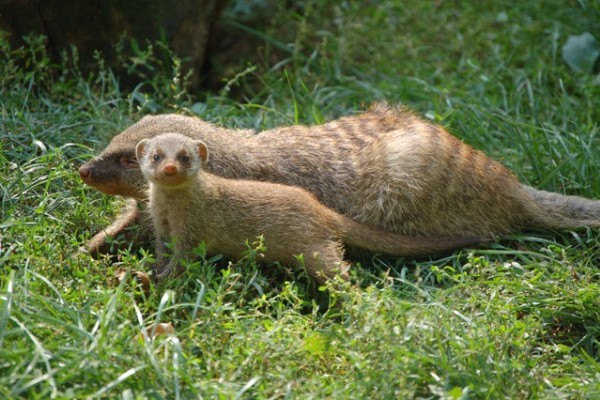 Banded mongoose was born at Sosto Zoo