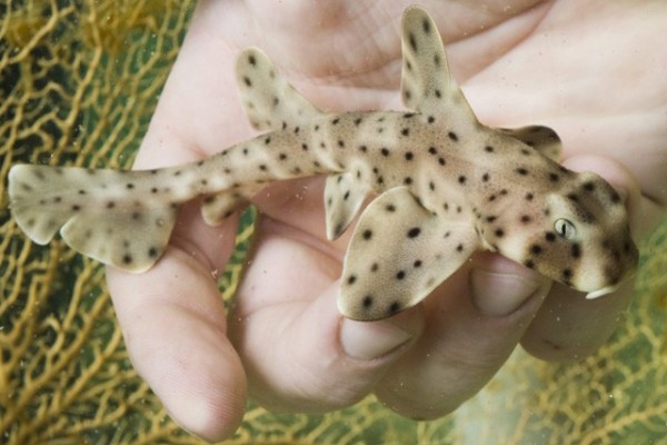 Horn shark was born at Sosto Zoo