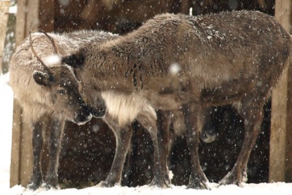 Figyelem! Mikulás vonat indul az Állatparkba december 3-án!