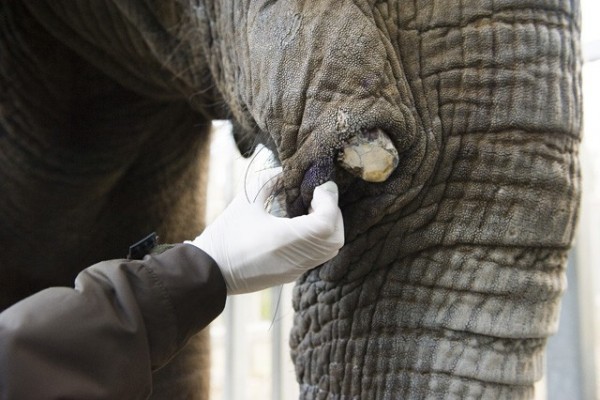 Tusk examination