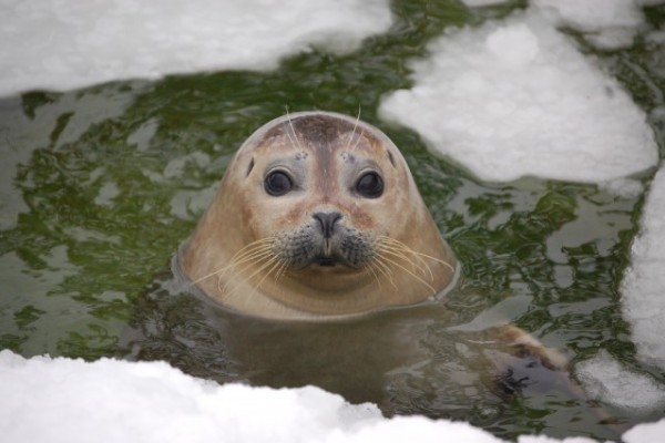 Lubickol a jeges vízben Barack!