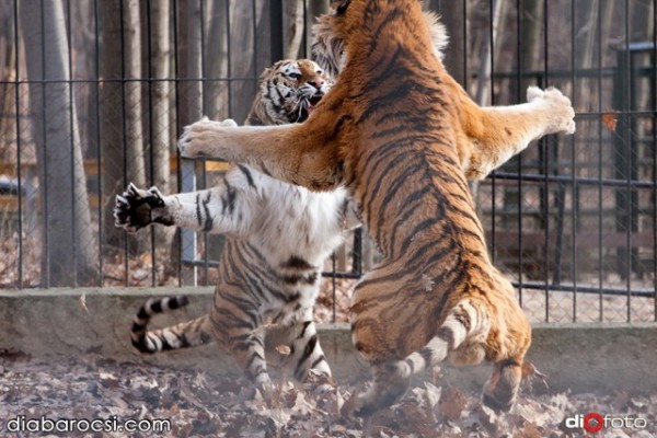 Világhírűek lettek Állatparkunk szibériai tigrisei!