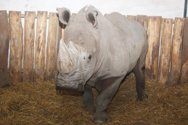 Új orrszarvú hím érkezett Állatparkunkba