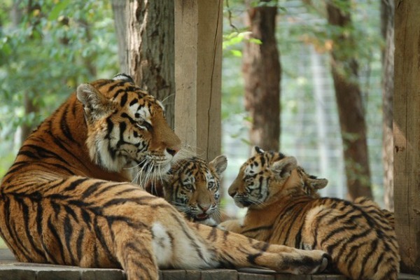 Nagy kifutóban a kiscicák!