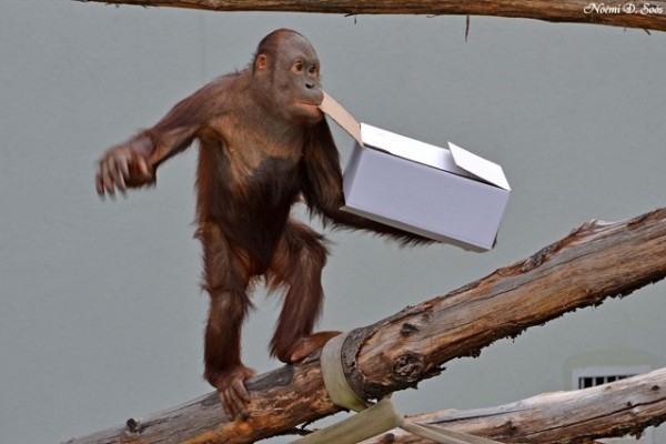 Környezetgazdagítás a főemlősöknél!