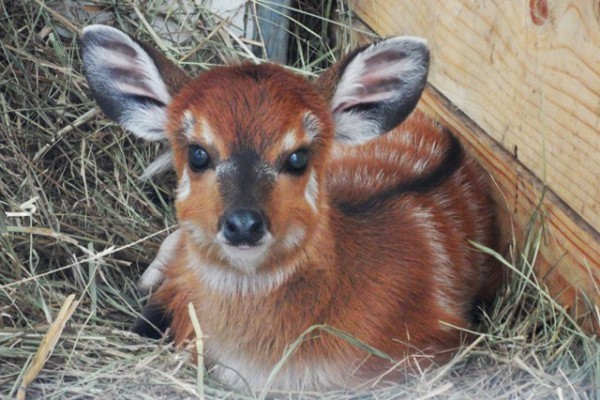 Szitatunga született Állatparkunkban!