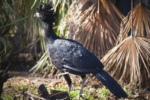 Különleges állatokkal gazdagodott Állatparkunk madárgyűjteménye!