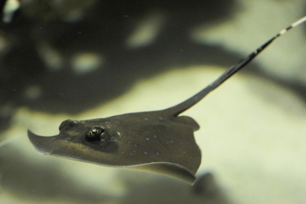 Újabb különleges porcos hal a Sóstó ZOO-ban!