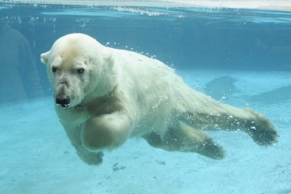 Birtokba vette kifutóját Zora, a másfél hete érkezett jegesmedvelány!
